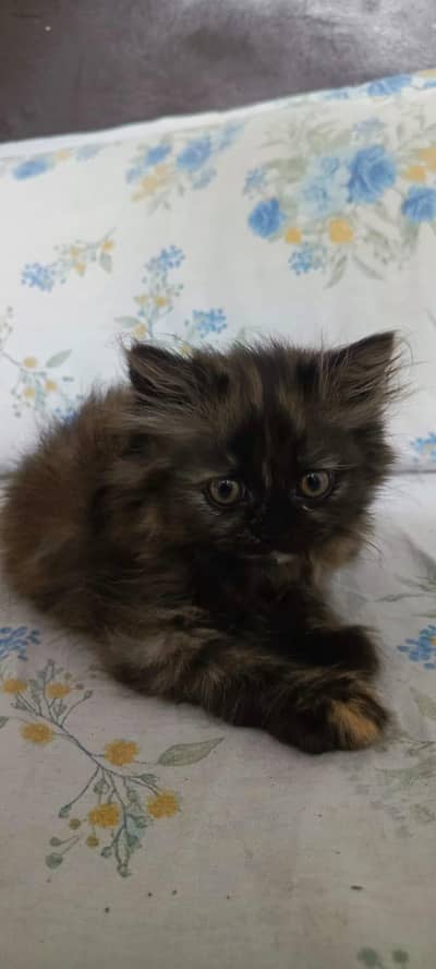 Semi punch face tripple coat female kitten for sale