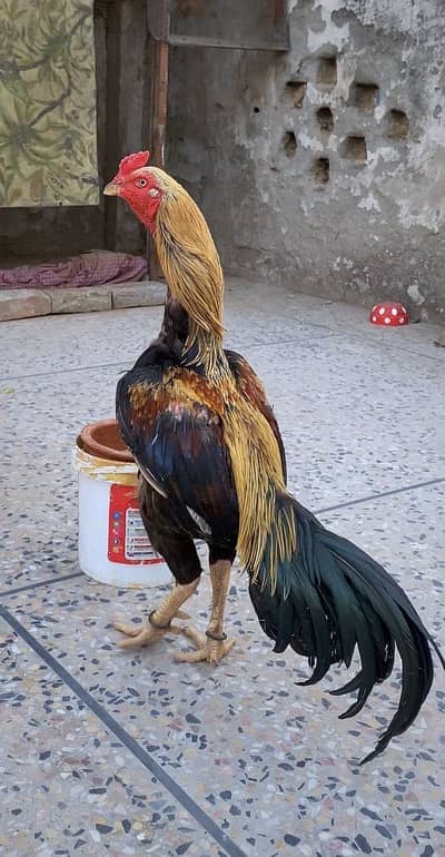 Mianwali birds WhatsApp 03020519255