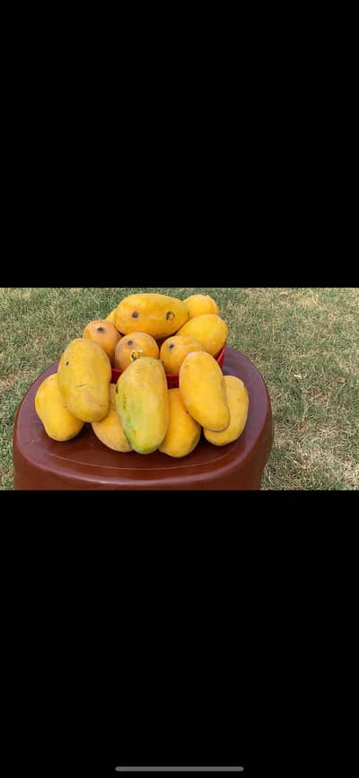 Export Quality Sindhri Mangoes