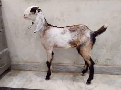 Betal female