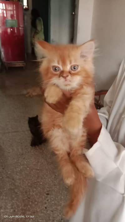 Persian kittnes male