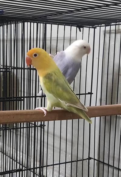 beautiful love birds pair