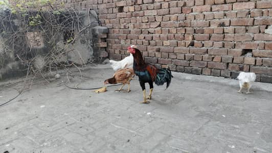 Aseel Lakha Murga and murgi