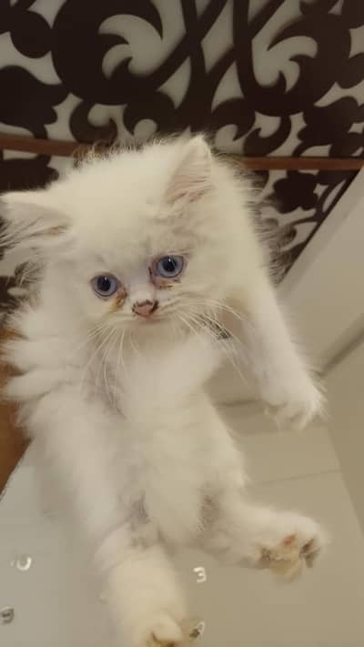 Persian kittens