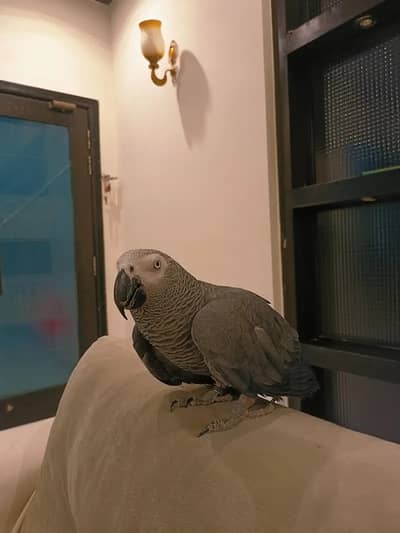 African Grey Parrot Male | Hand Tame | Talking parrot for sale