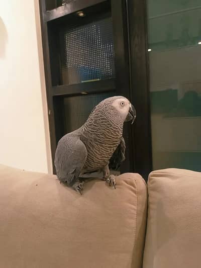 African Grey Parrot Male | Hand Tame | Talking parrot for sale