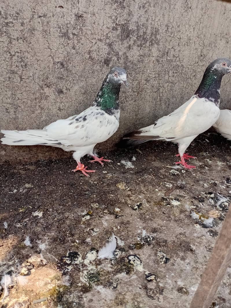 breeder pair 0