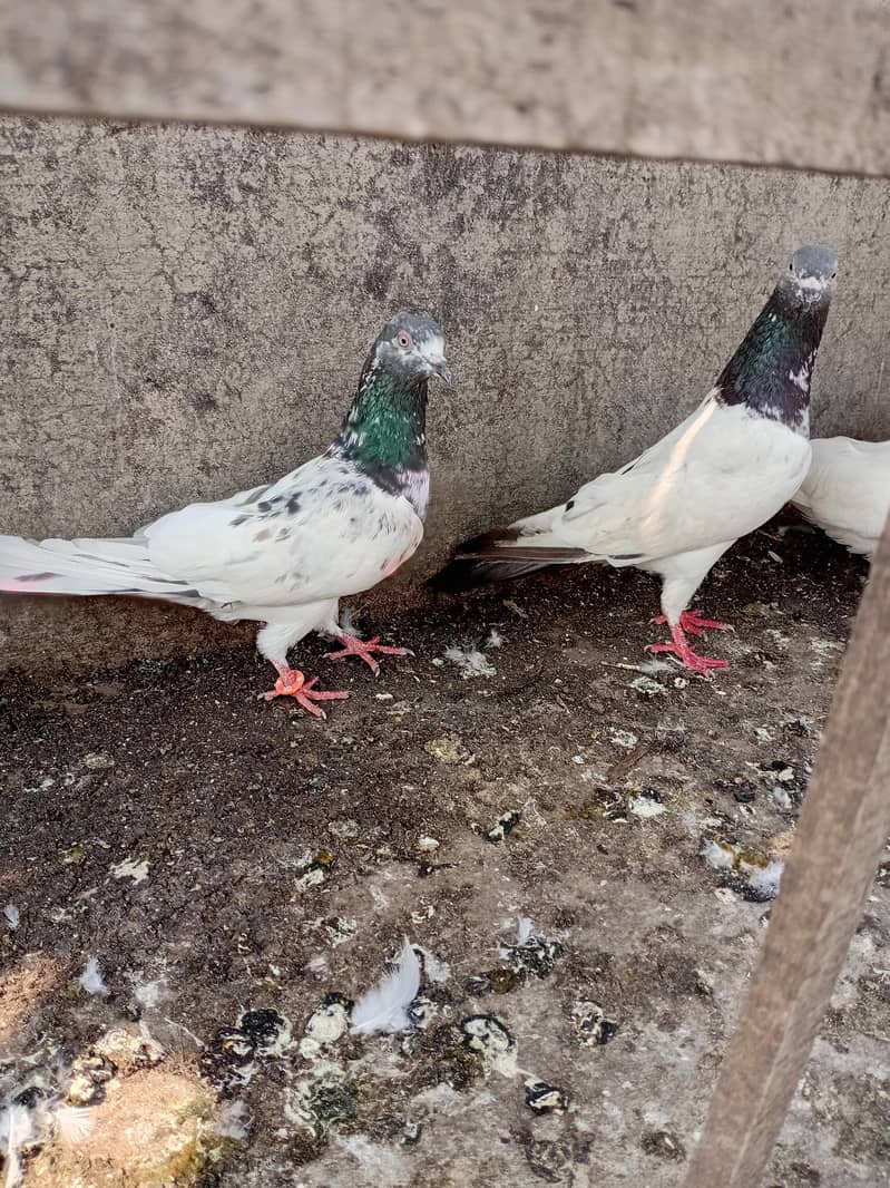 breeder pair 1