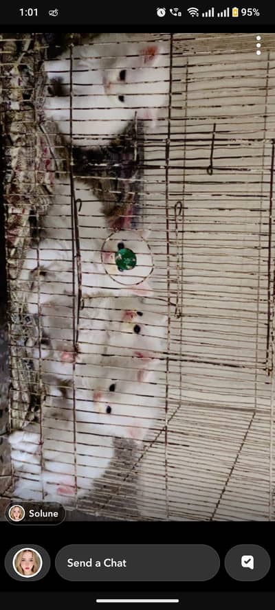 Persian kittens for sale