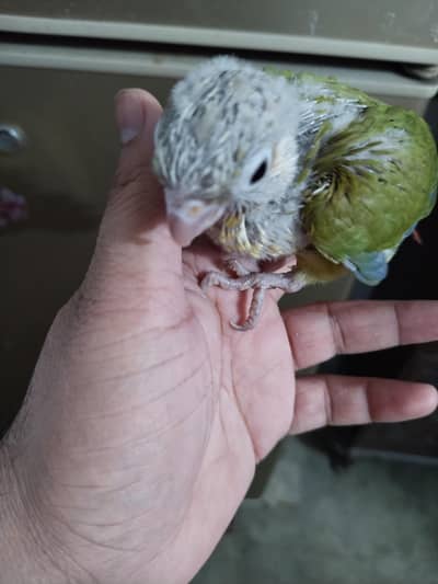 pineapple conure high red factor