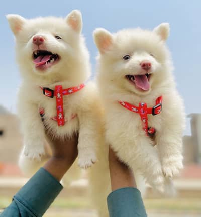 Pure Amircan Russian zero size triple coated puppies available