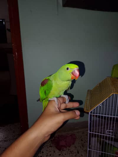 Alexander Raw Chick For sale