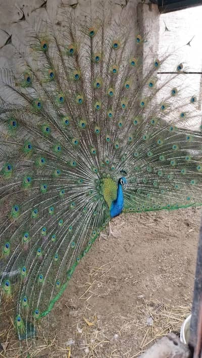 Breeder peacock