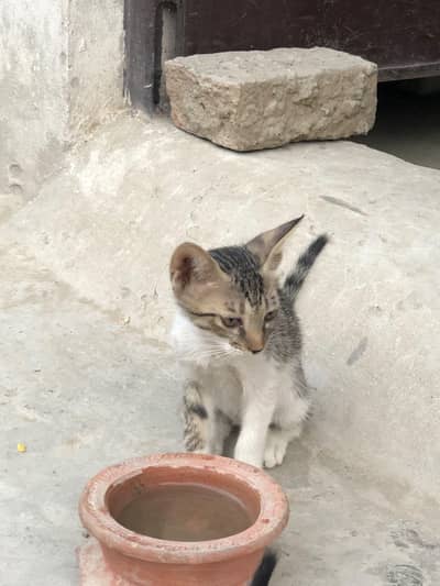 Cats for sale