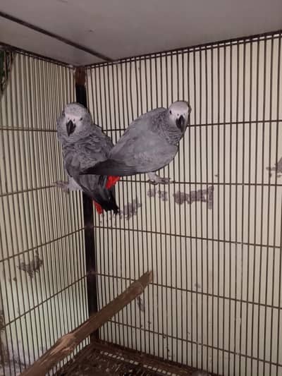 African grey