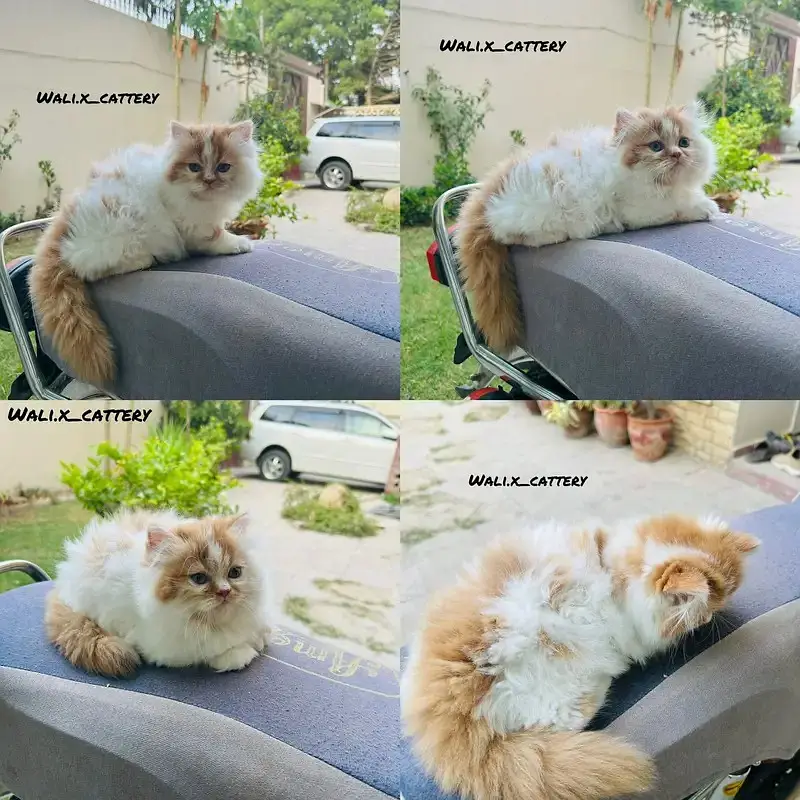 high quality kitten|Punch face Kittens|persian cat|cute|tripple coat — photo 2