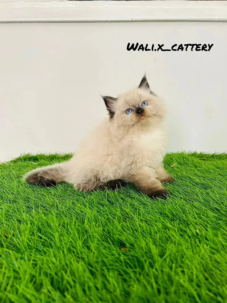 high quality kitten|Punch face Kittens|persian cat|cute|tripple coat — photo 3