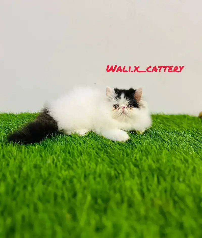 high quality kitten|Punch face Kittens|persian cat|cute|tripple coat — photo 5
