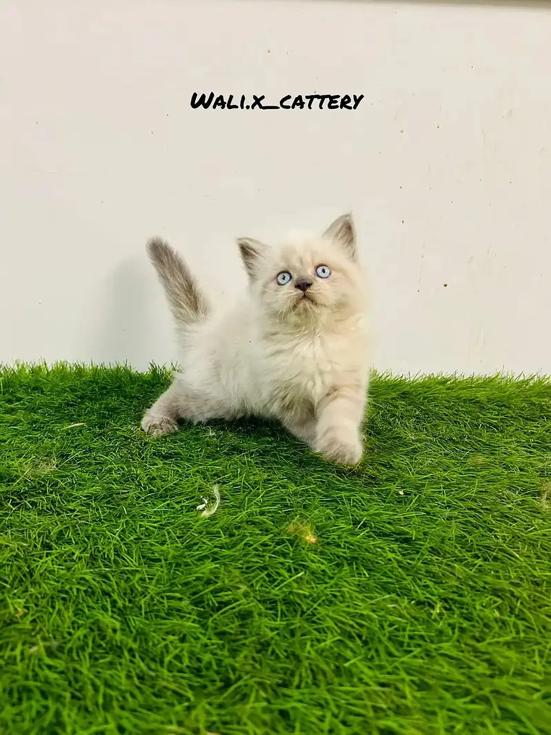 high quality kitten|Punch face Kittens|persian cat|cute|tripple coat — photo 9
