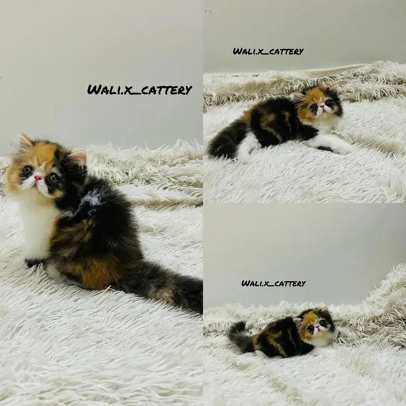 high quality kitten|Punch face Kittens|persian cat|cute|tripple coat — photo 12
