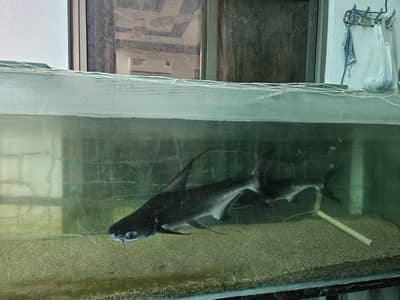 Naja Shark Pair