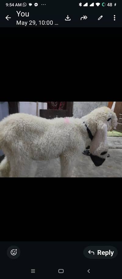 kajla 2 month bacha