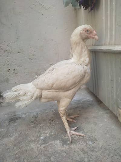 Heeri breeder female mazboot asalat me Puri