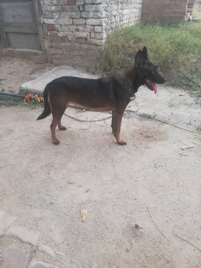 balguim malinois female for sale