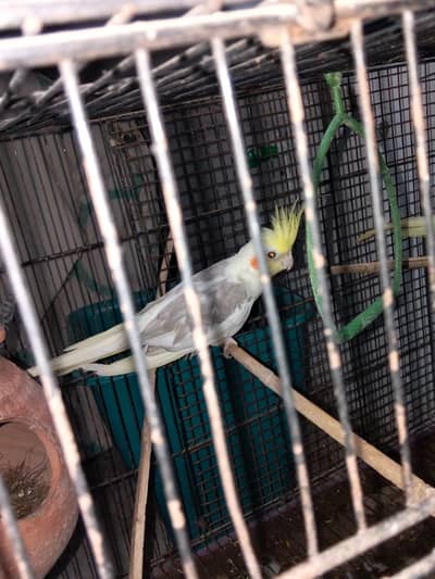 healthy active pair for sale