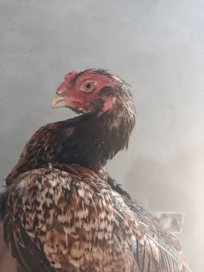 Pure aseel shamo hen parrot beak cross