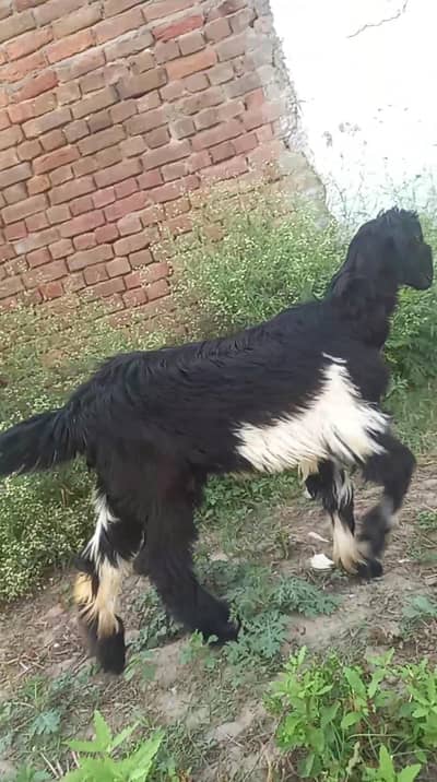 goat for sell urgent  5 to 6 month age