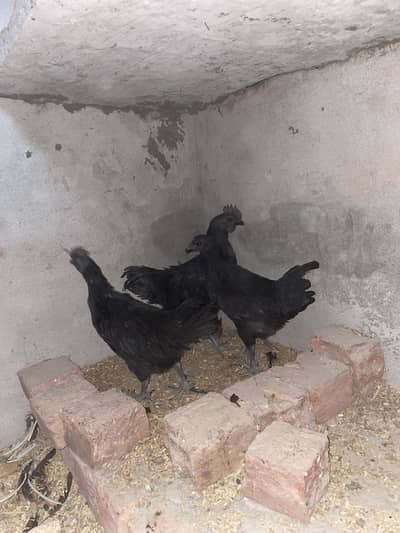 Ayam cemani pair