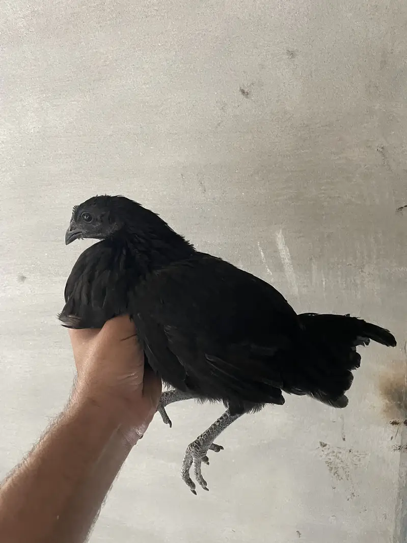 Ayam cemani pair — photo 2