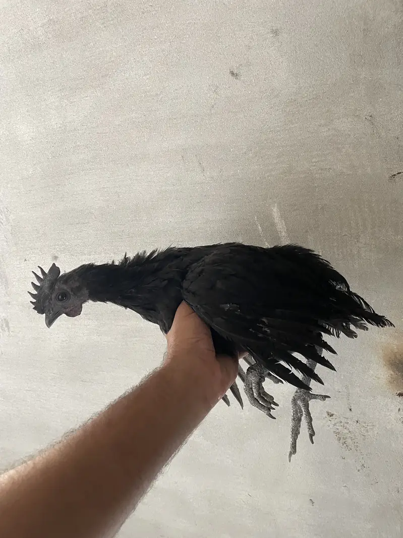 Ayam cemani pair — photo 3