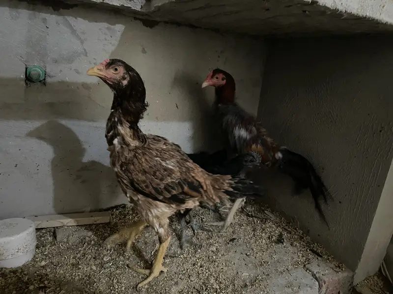 Ayam cemani pair — photo 4