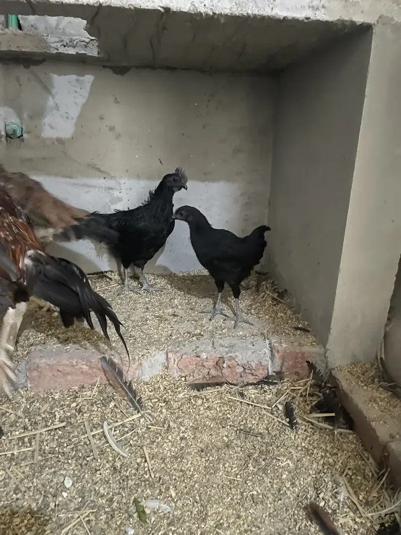 Ayam cemani pair — photo 5