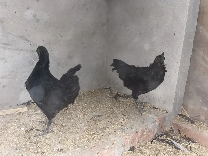 Ayam cemani pair — photo 6