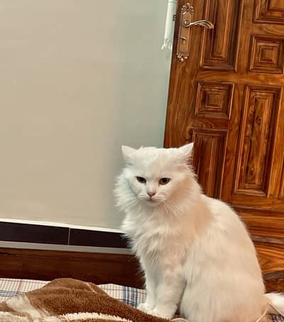 White Persian cat