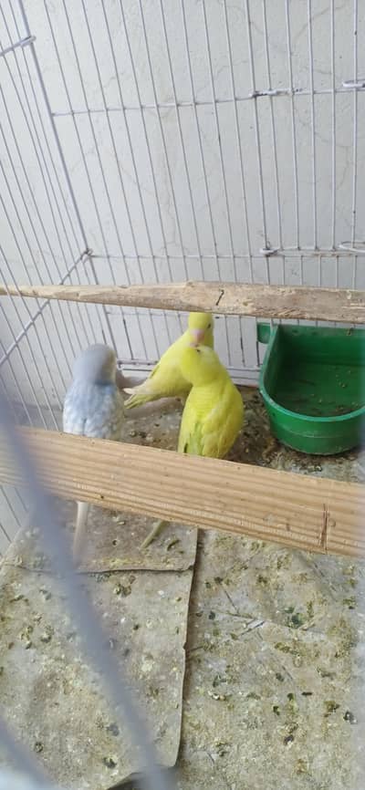 Budgie pathy pair price 1000