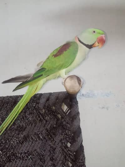 raw male