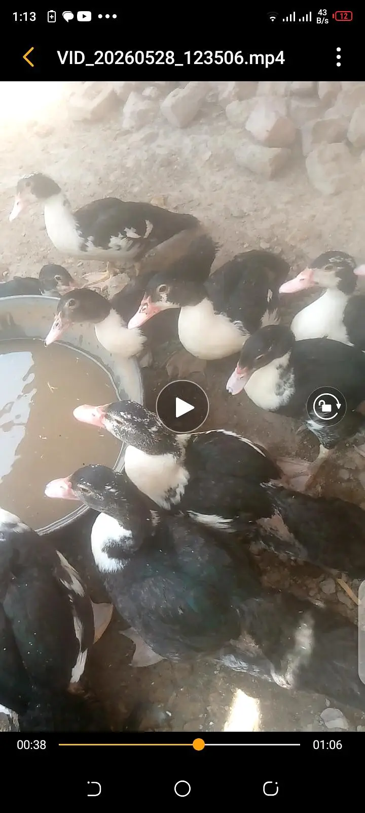 muscovy ducks