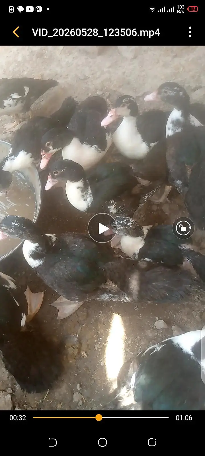 muscovy ducks — photo 2