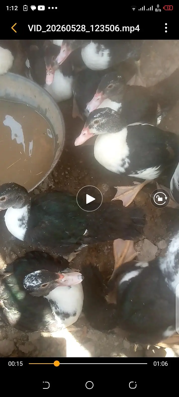 muscovy ducks — photo 3