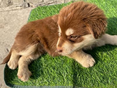 Siberian Husky Puppies | White Husky puppy | Dog for sale