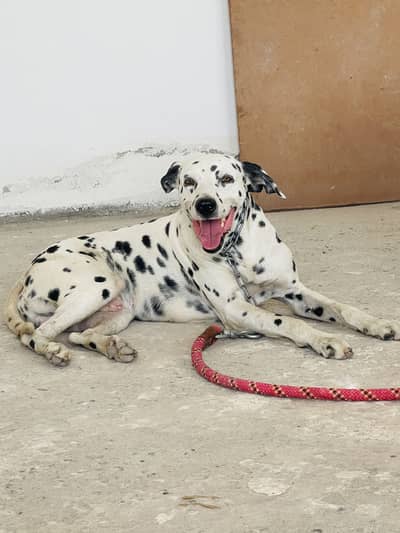 Dalmation Pure imported