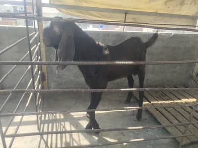 bakra