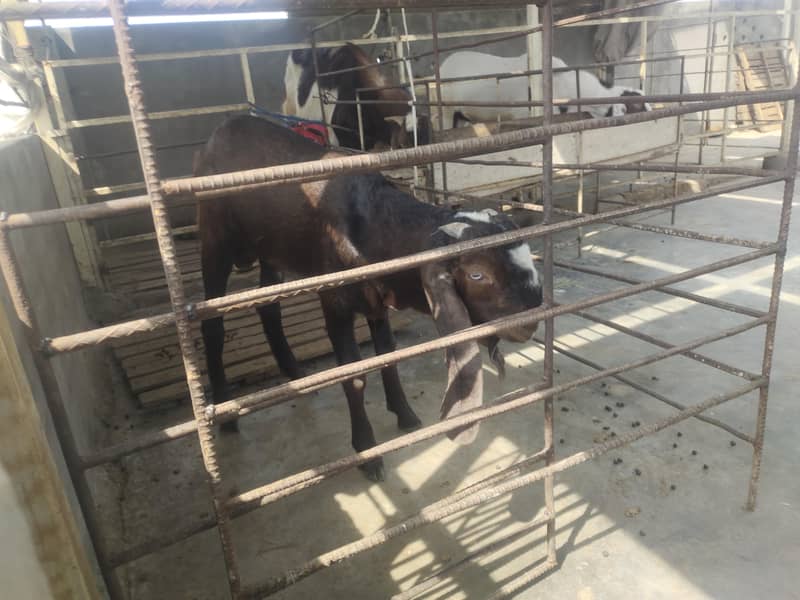 bakra 1