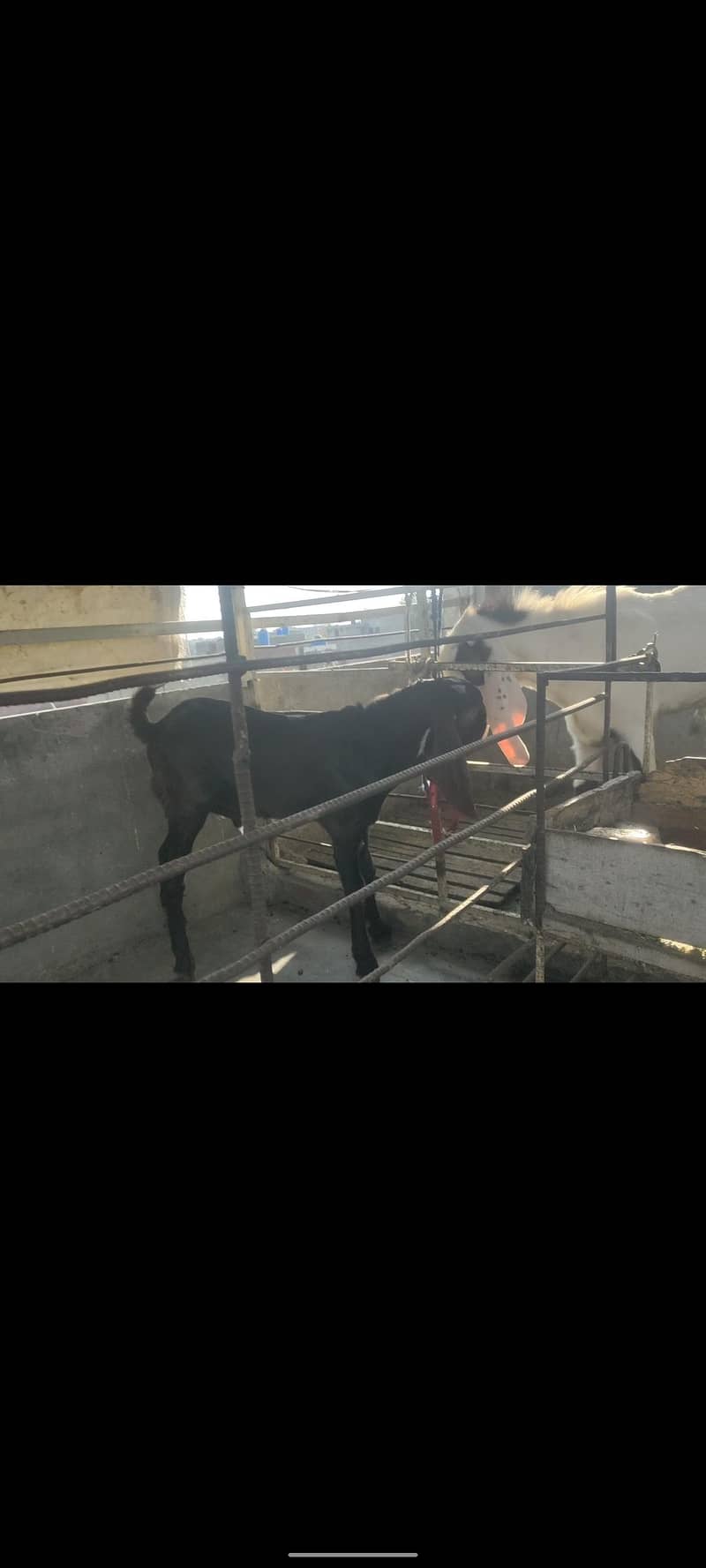 bakra 2