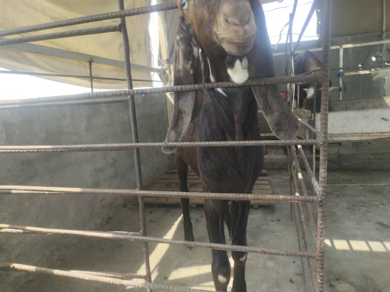 bakra 4