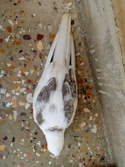 Cream,V peid, spotted, buttery cocktail, tamed self feed for sale